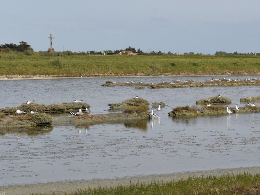 Oiseaux aquatiques en Vendée