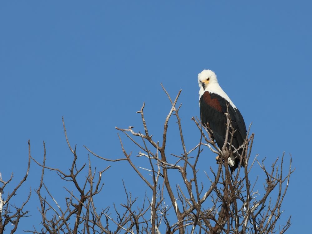 Aigle pêcheur d'Afrique (Pygargue vocifer)