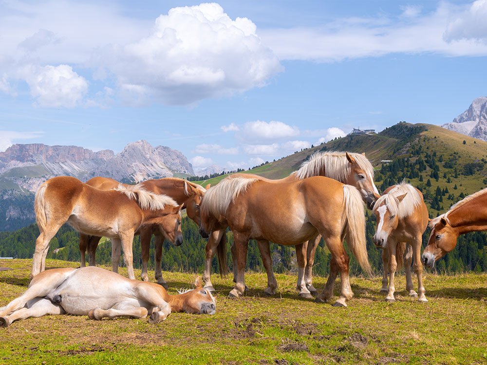 Les chevaux du Mont Sëuc