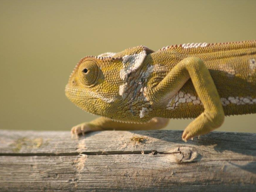 Caméléon