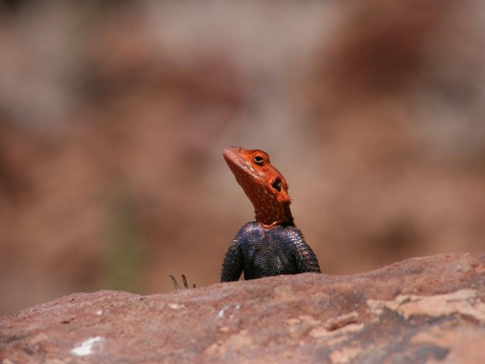 Agama planiceps