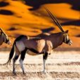Image pour Atalante - Aventures en Namibie