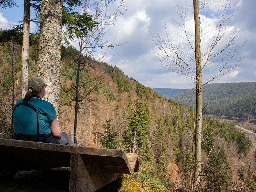 Les forêts