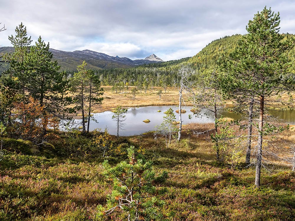 Parc national d'Anderdalen