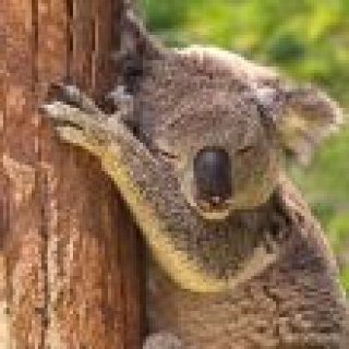 Image pour TUI - Voyage en Australie