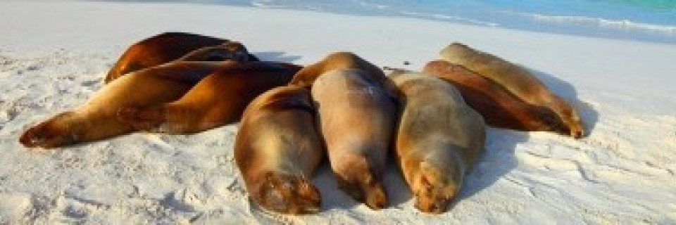 Top foto voor Îles en Amérique du Sud