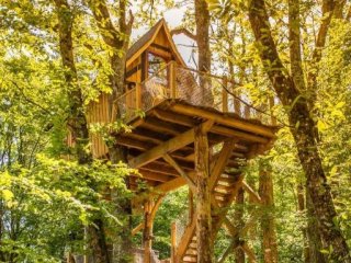 Image pour Cabanes dans les arbres