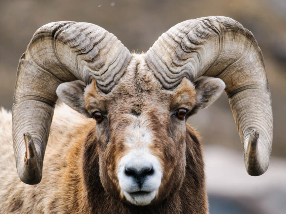 Mouflon canadien