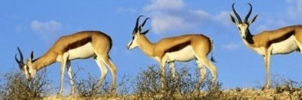 Top foto voor Afrique australe