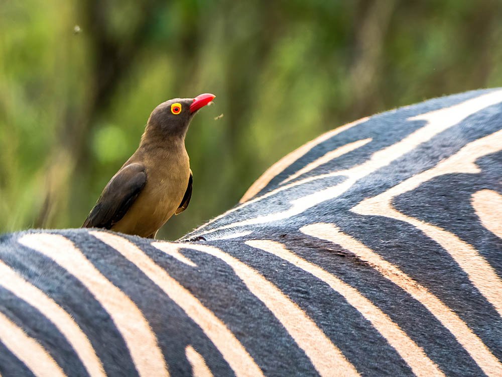 Animaux à Hluhluwe