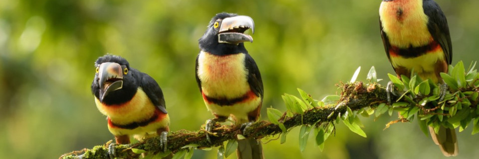 Top foto voor Parcs naturels Amérique centrale