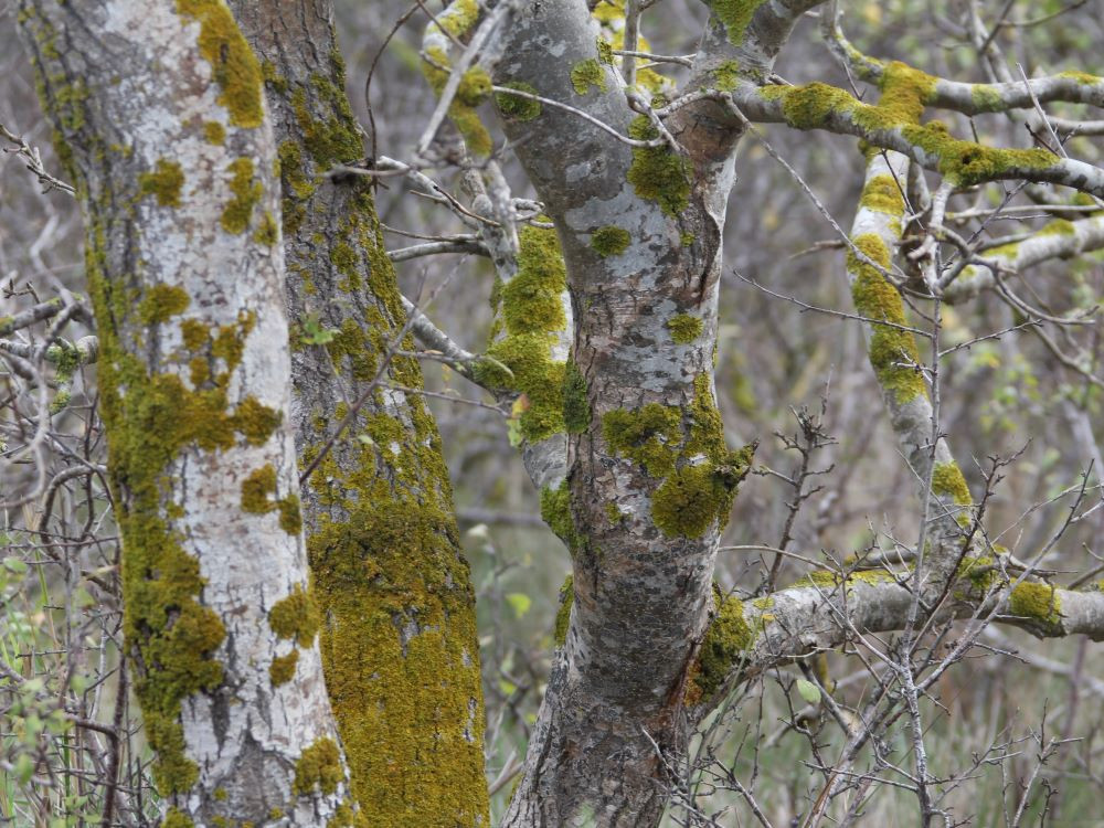 Forêt