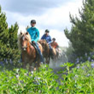 Image pour Get Your Guide - Équitation