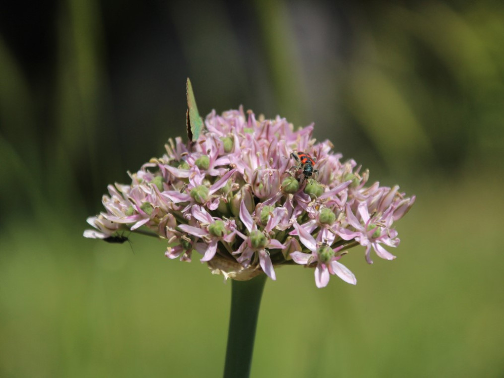 Biodiversité