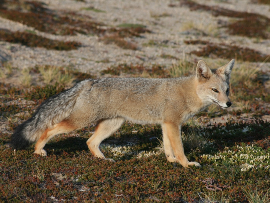 Animaux sauvages Patagonie
