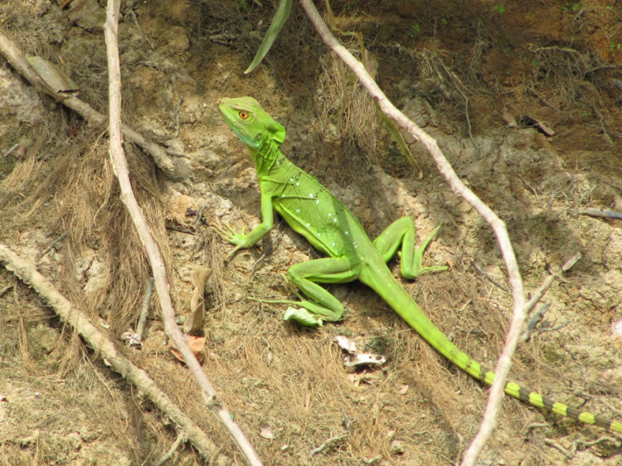 Reptiles au Costa Rica Reptiles au Costa Rica