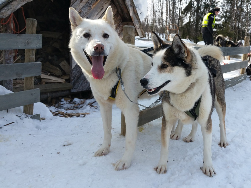 Huskies