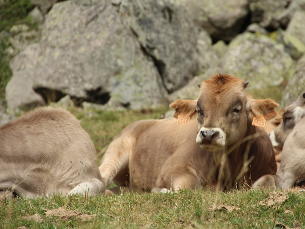 Bonjour les vaches !