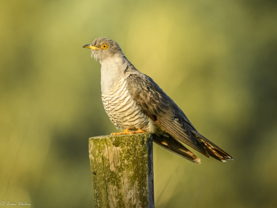 Oiseaux aux Pays-Bas