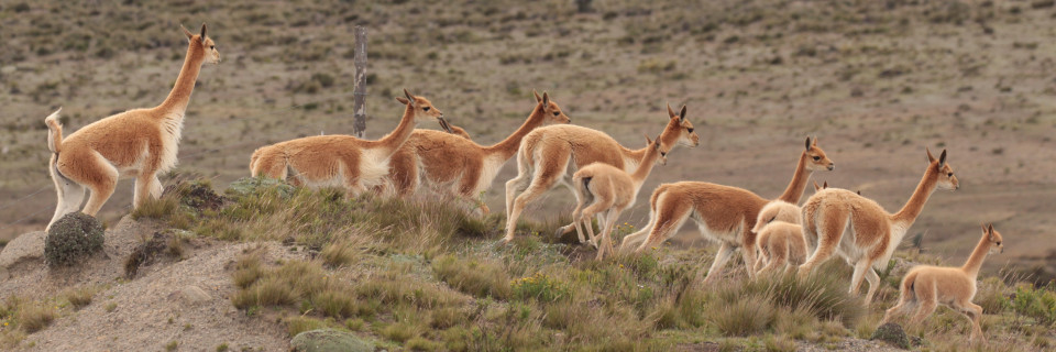 Top foto voor Parcs naturels Amérique du Sud