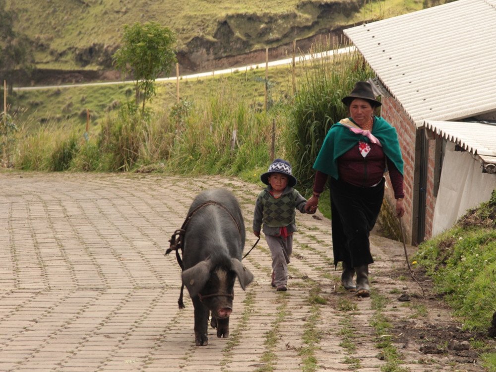 Promener le cochon