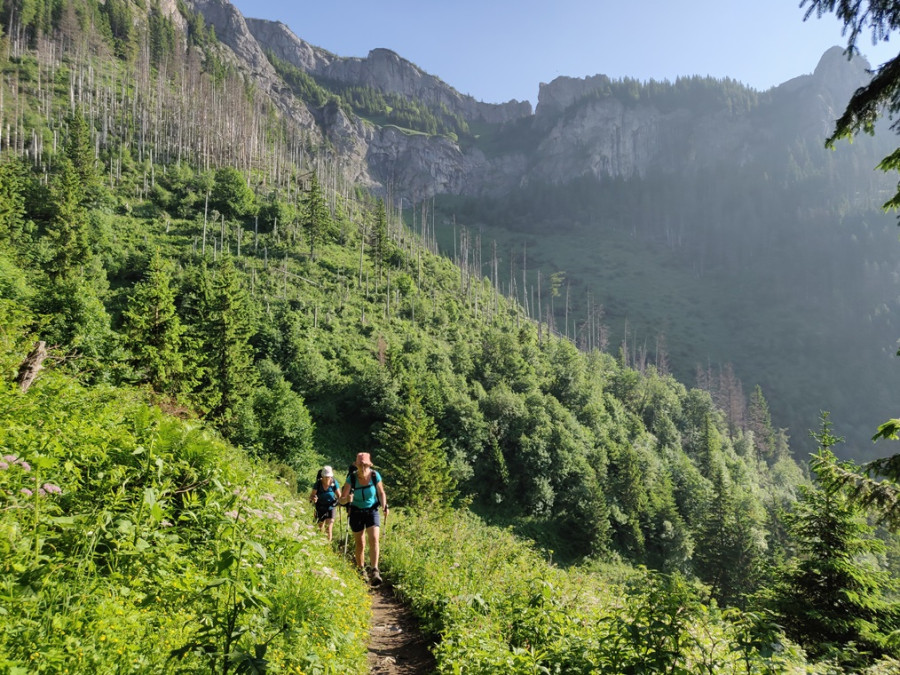 Tatras forêt