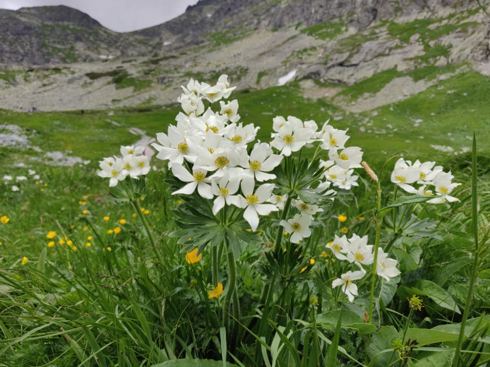 Fleurs dans les Tatras