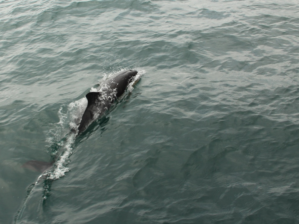 Observer les dauphins