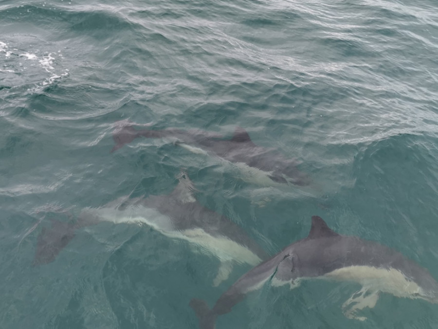 Les dauphins le long de la Wild Atlantic Way