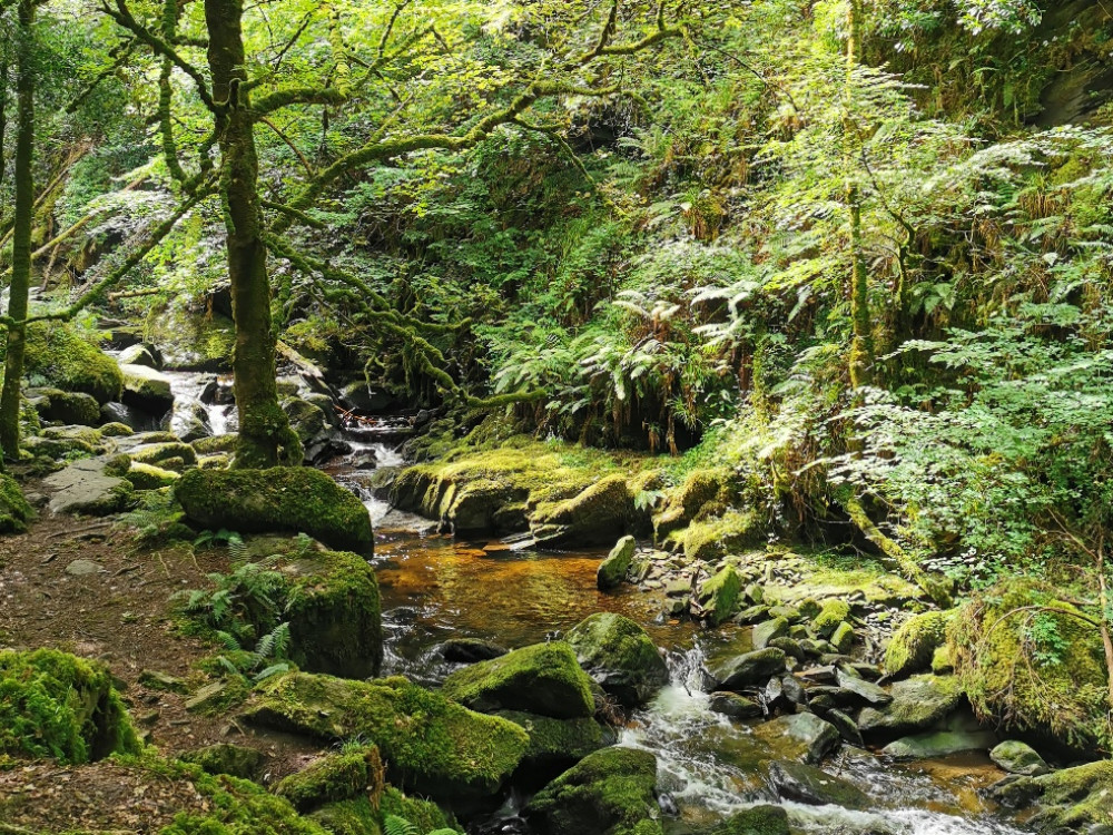 Dans le parc national de Killarney