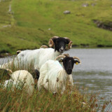 Image pour Connemara