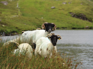 Image pour Connemara