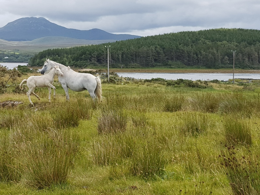 Plaine du Connemara Plaine du Connemara