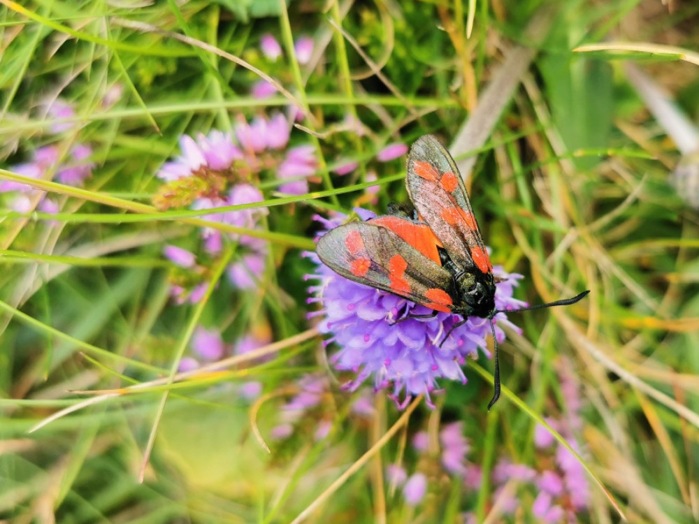 Faune et flore en Irlande