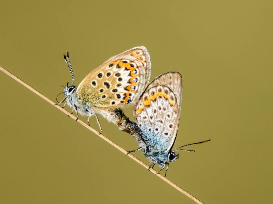 Flore et faune en Belgique