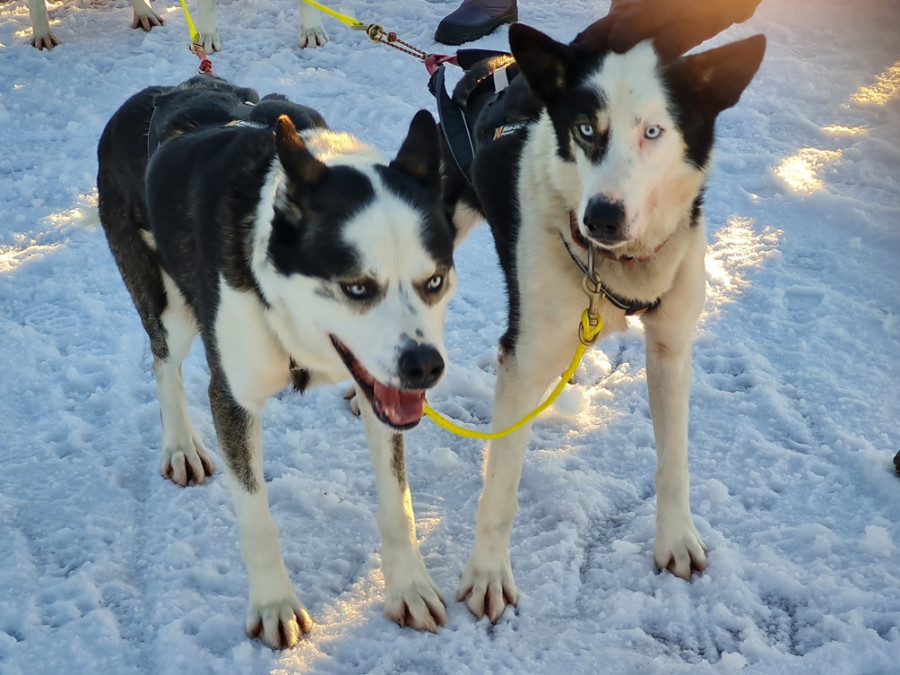 Husky's Suède