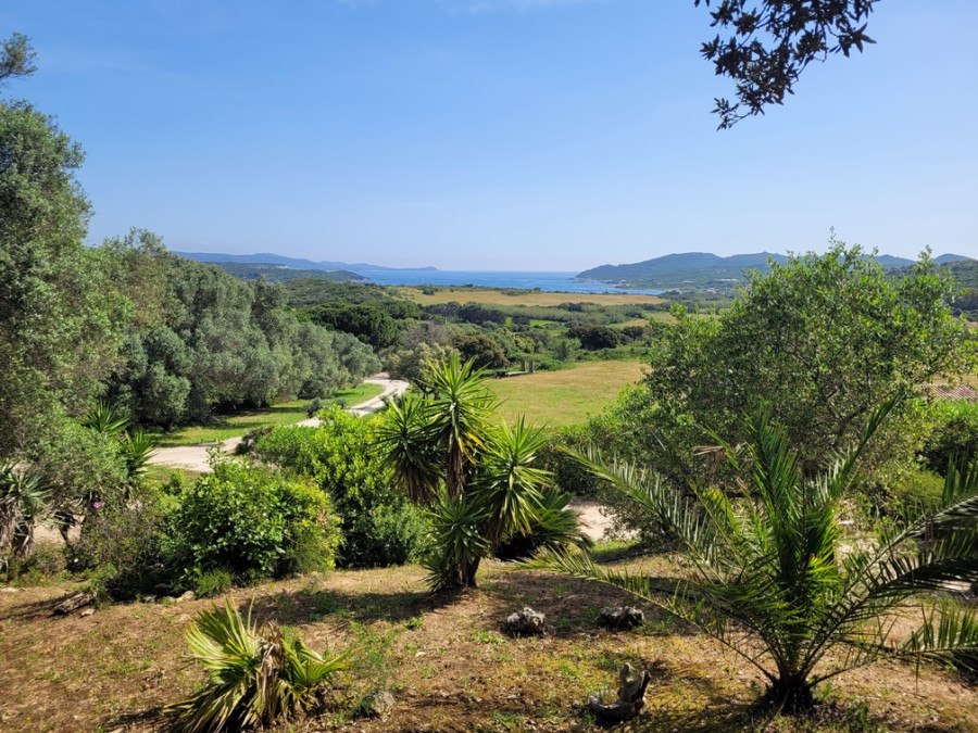 Vignoble en Corse