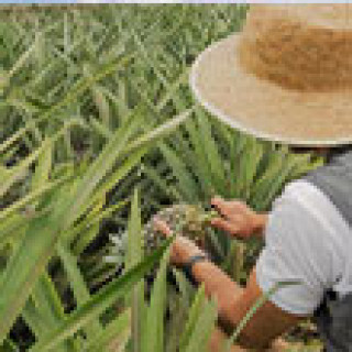 Image pour Booking.com - Plantation d'ananas