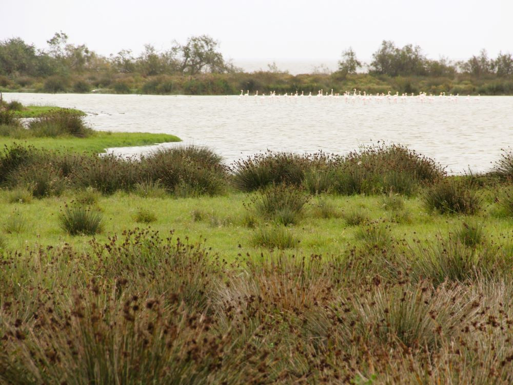 Nature de la Camargue