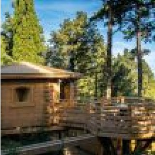 Image pour Cabanes dans les bois