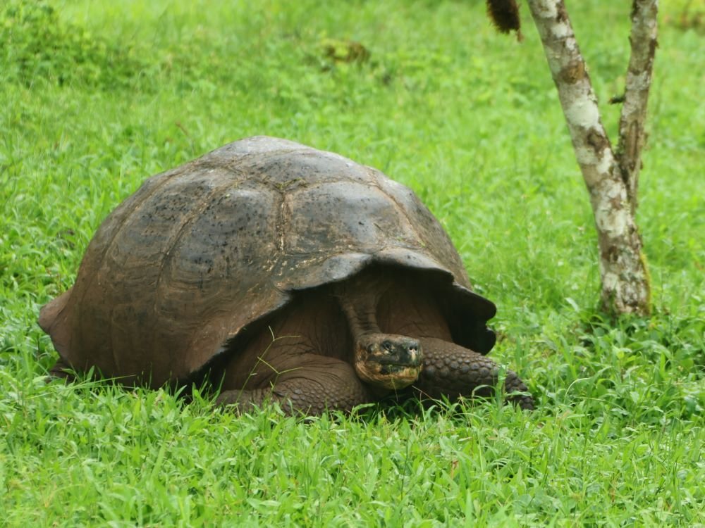 Galapagos