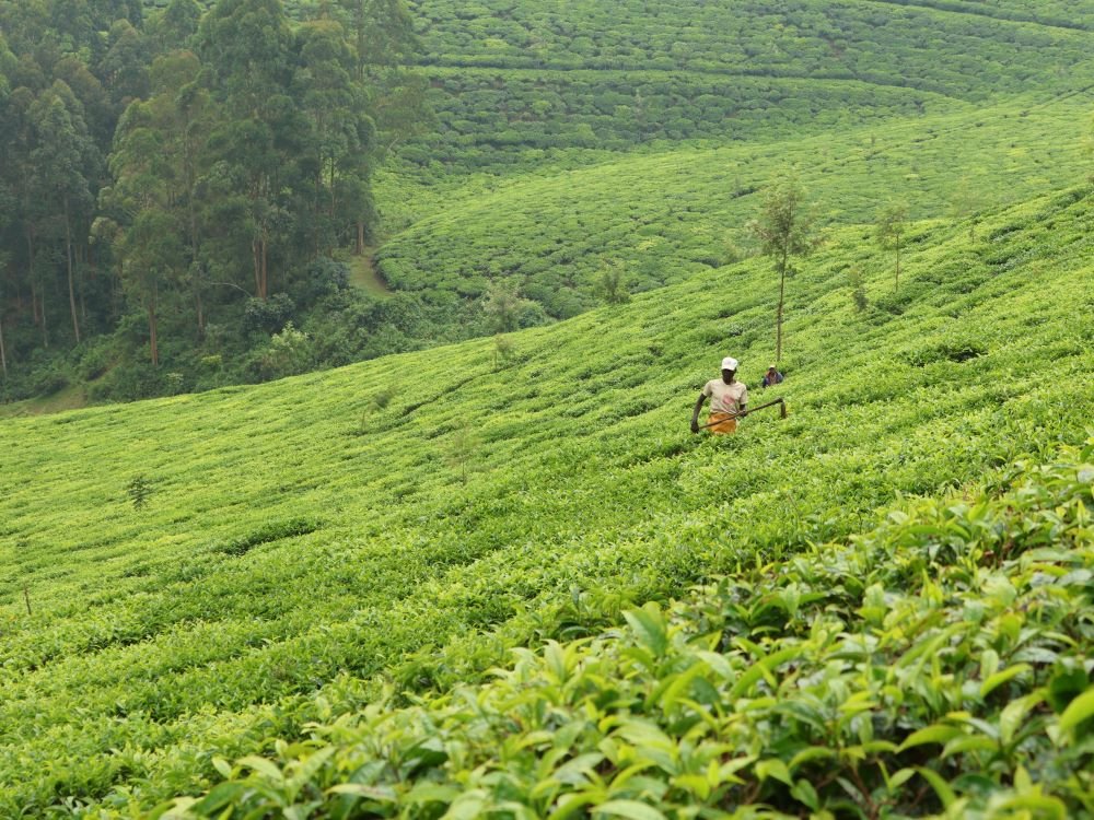 Plantations de thé