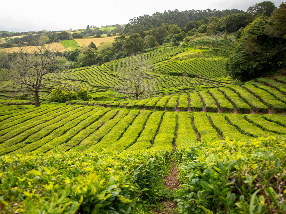 Plantation de thé de São Miguel