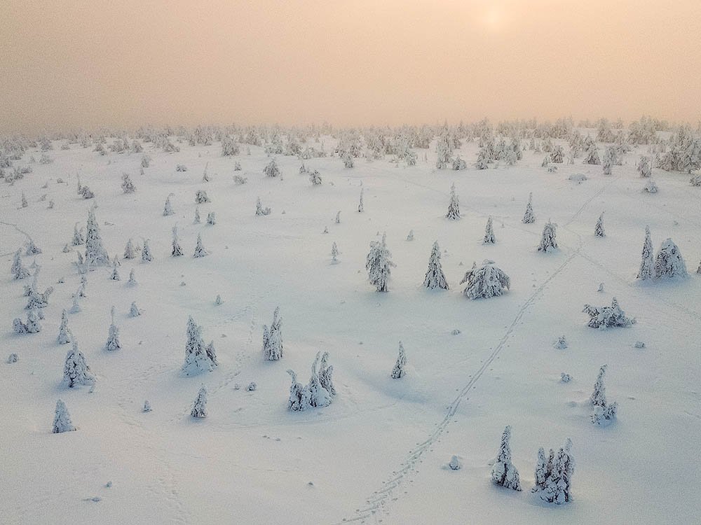 Collines avec sapins