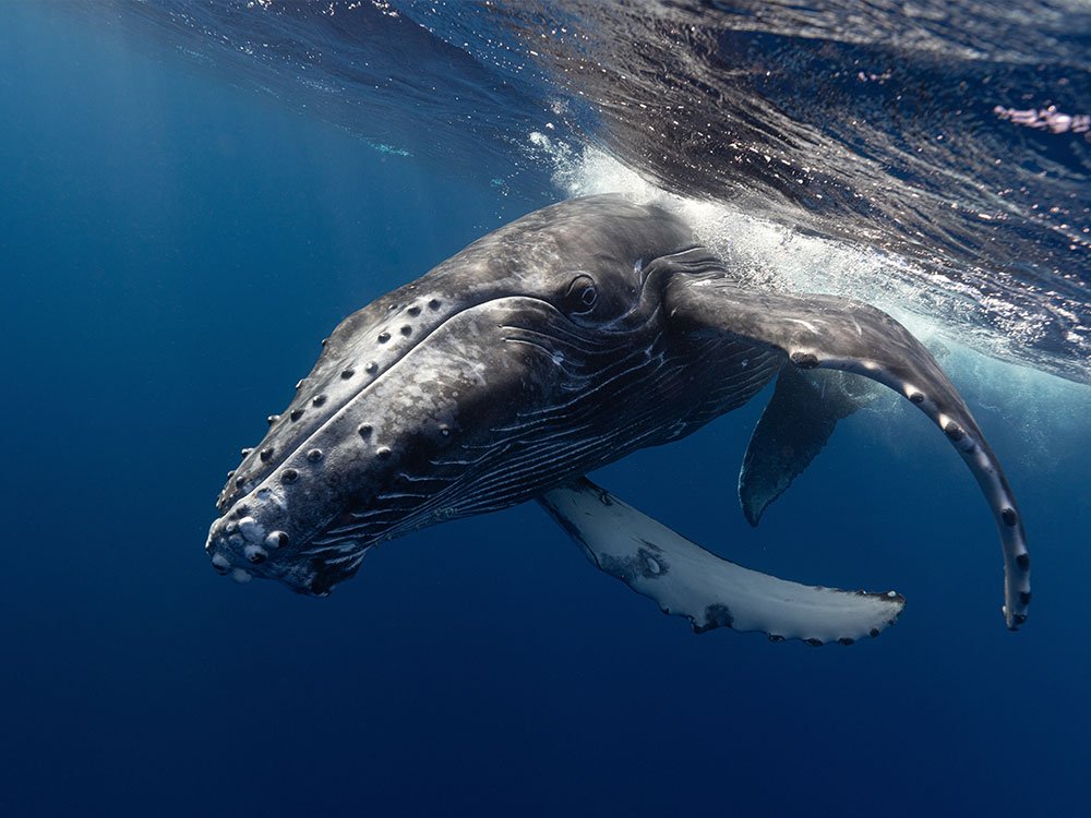 Tonga