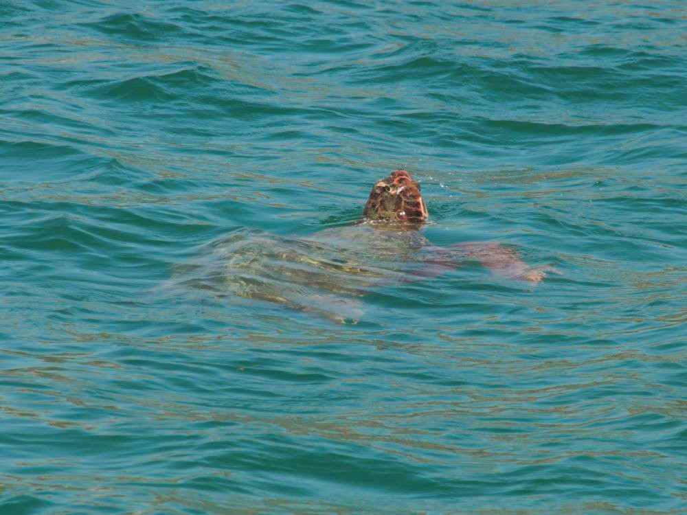 Careta careta (Caouanne, tortue de mer)