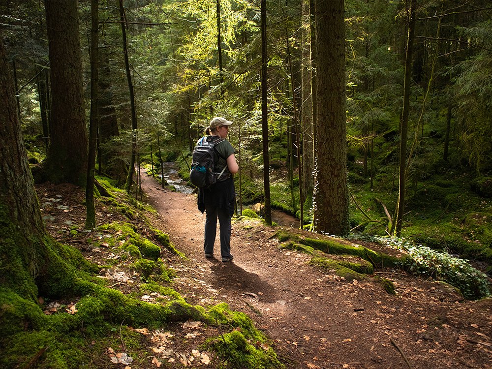 Forêt noire