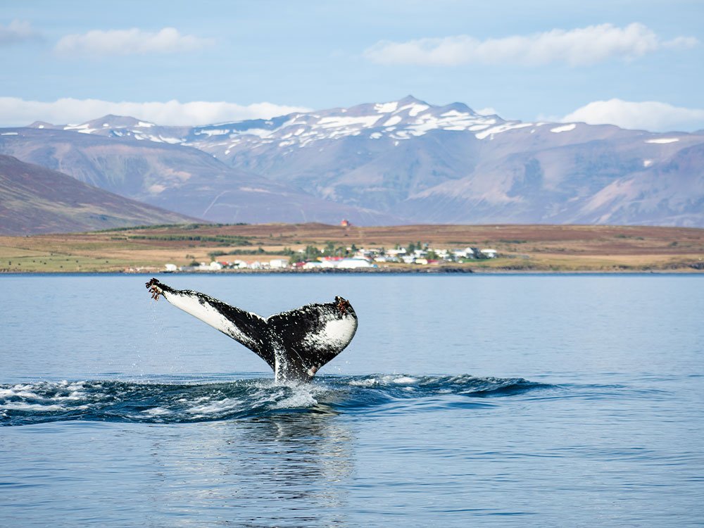 Safari baleines en Islande