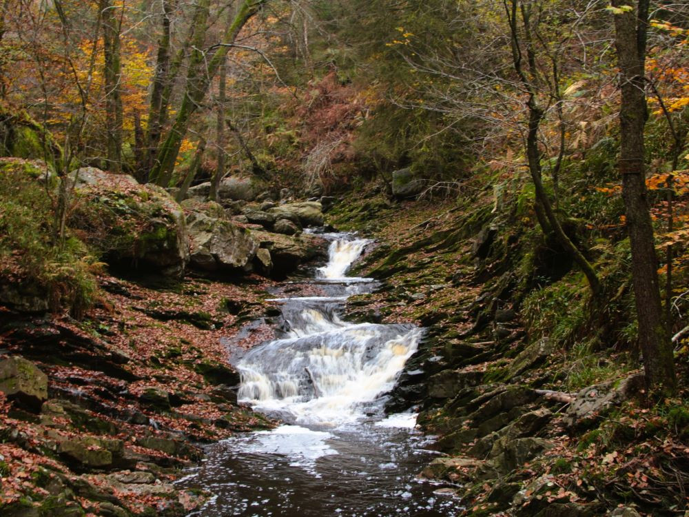 Les Ardennes près de Malmedy