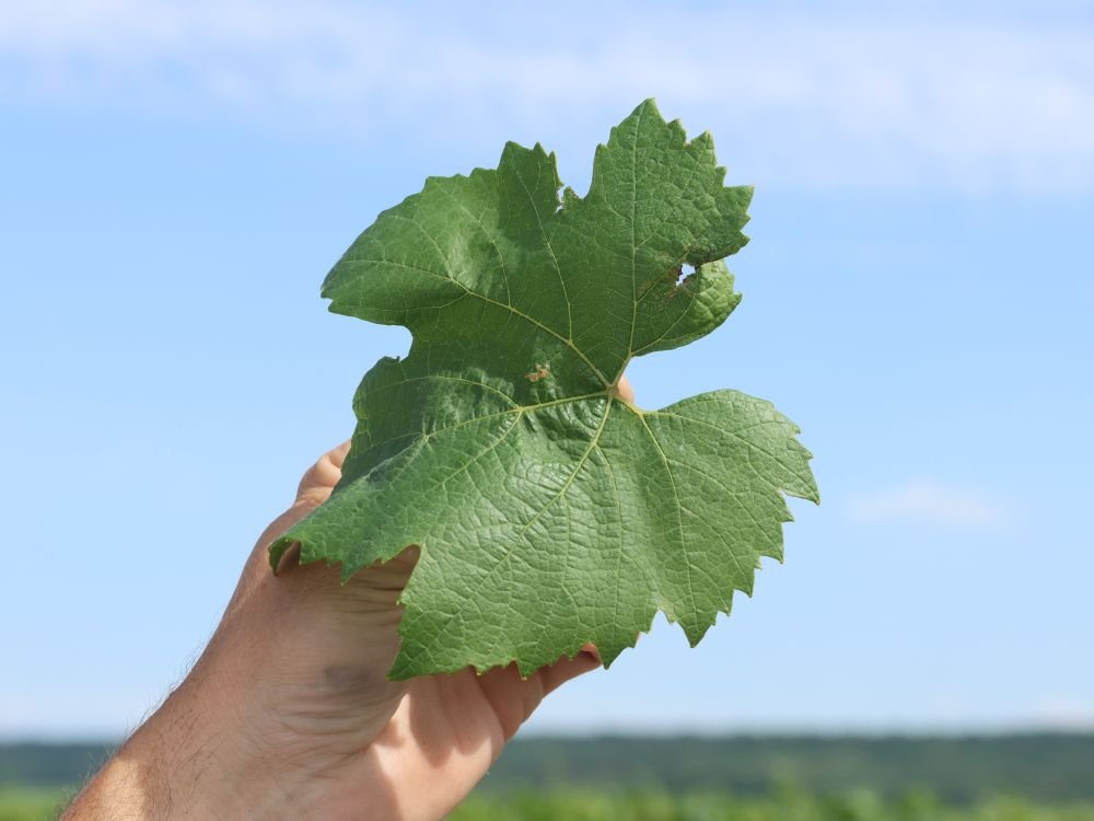 Vignobles